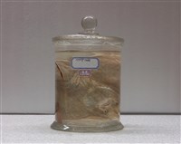 藏品(尖棘甕鰩)的圖片